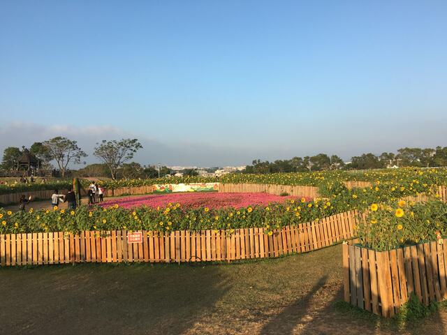 花毯节石虎迷宫向日葵盛开 赏花正是时候