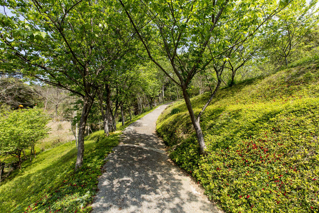 Khu rừng Đông Thế