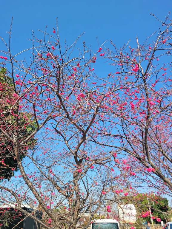 2026 허우리 벚꽃시즌