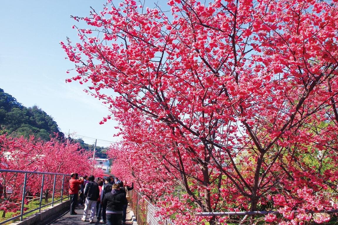 15臺中櫻花戀 臺中觀光旅遊網taichung Tourism