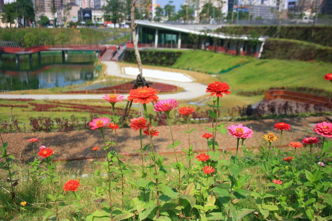秋红谷广场-鲜艳的花