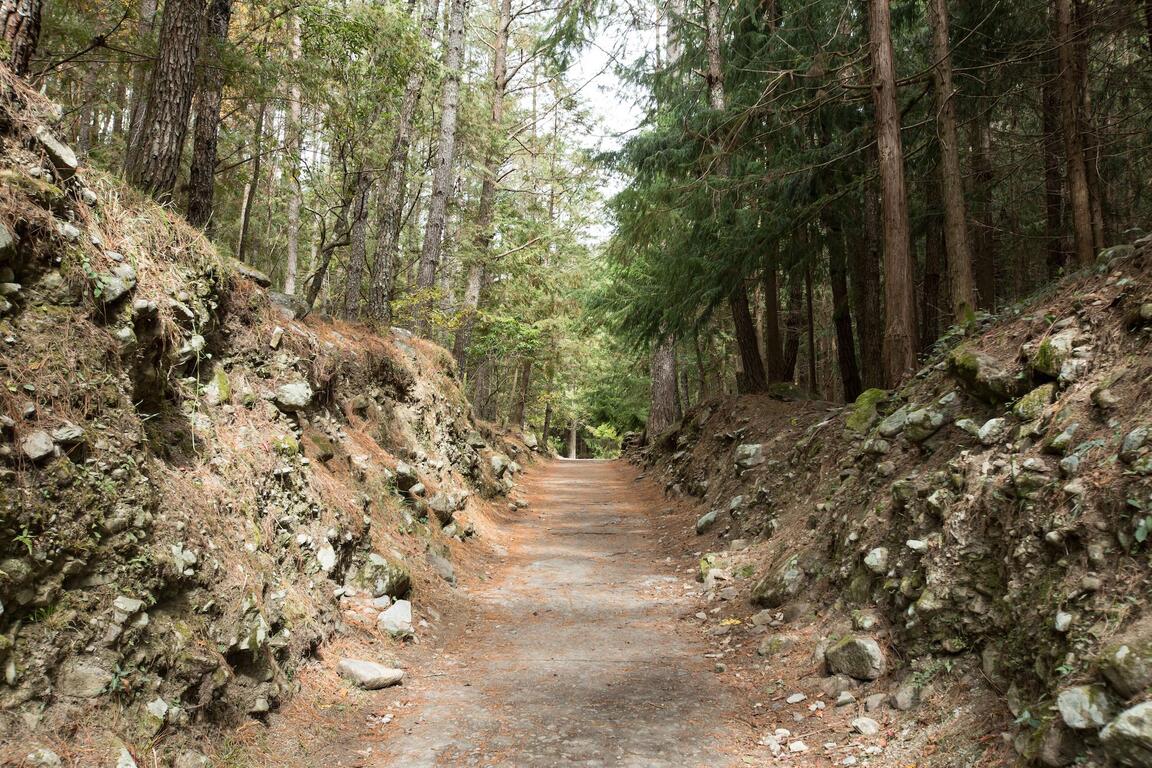 武陵國家森林遊樂區 臺中觀光旅遊網taichung Tourism