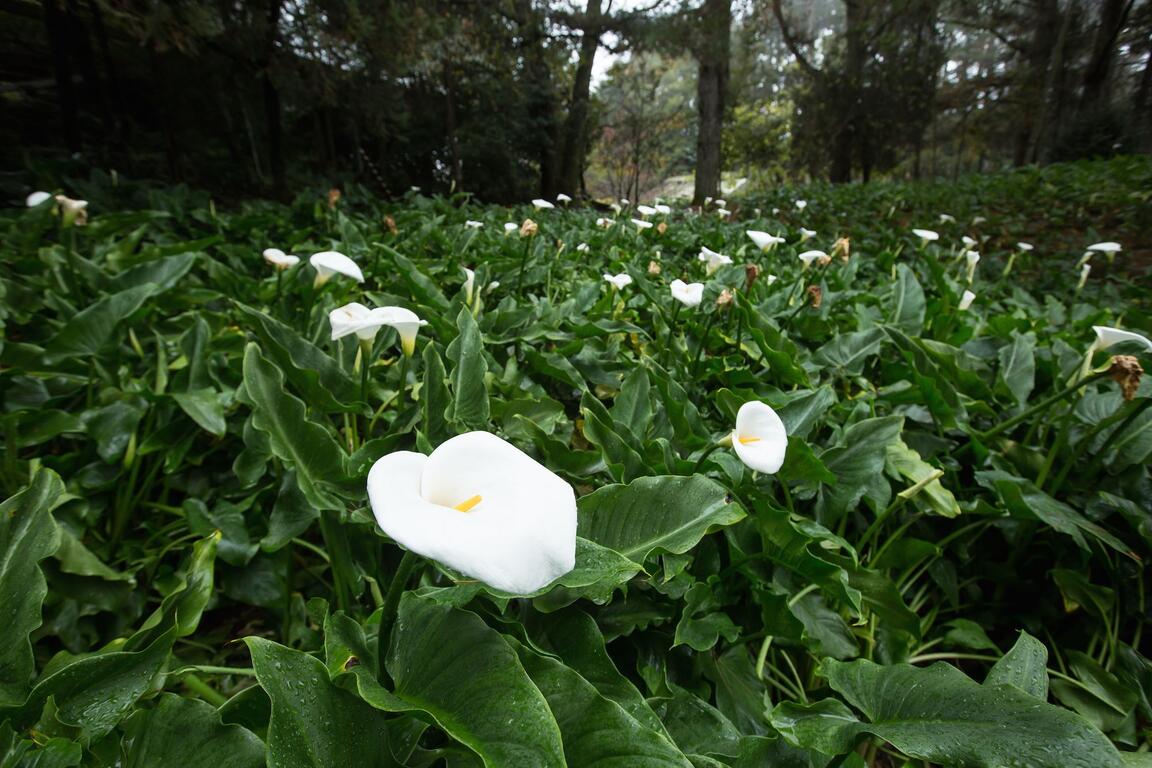 福寿山农场 台中观光旅游网taichung Tourism