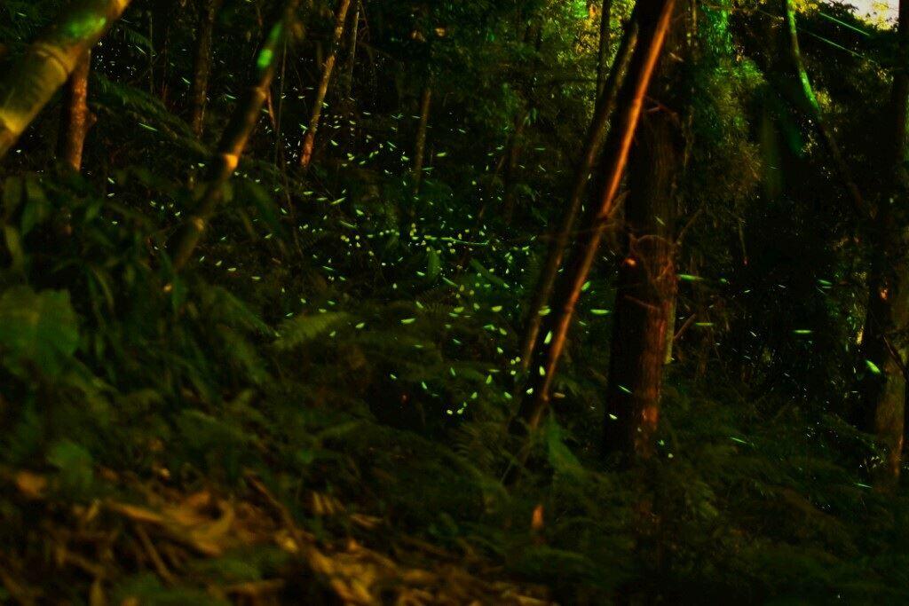 日光山林萤火虫
