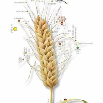大雅小麦文化节 真人实境游戏体验小麦产业文化-小麦示意图