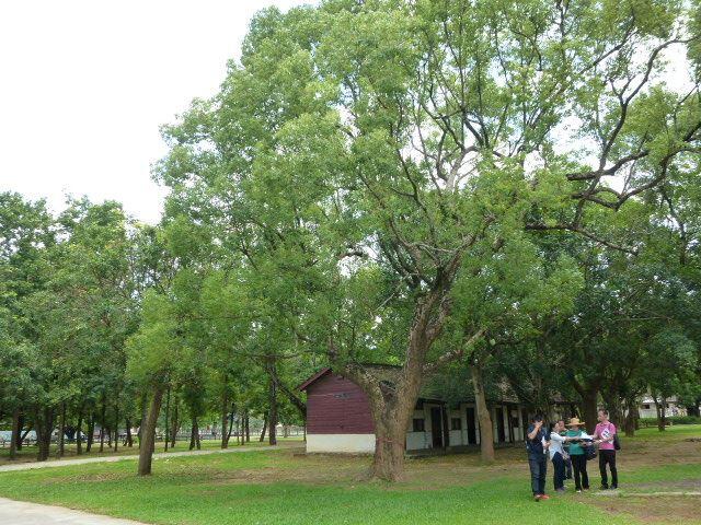 守護后里花博園區老樹 市府公告園區內62株受保護樹木