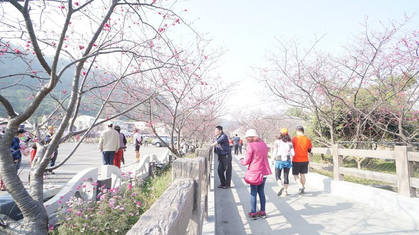 2017 타이안 벚꽃축제