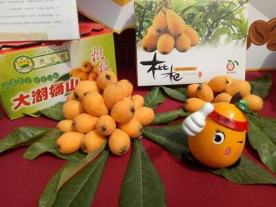 台中太平枇杷聞名全國 農村體驗活動即日報名