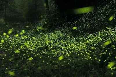 感受山城魅力 台中東勢螢火蟲季開跑