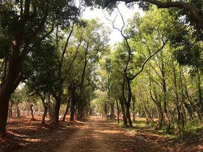 體驗與樹對話 花博森林園區保留千棵老樹