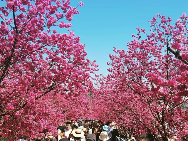 2019 Houli Taian Cherry Blossom Season