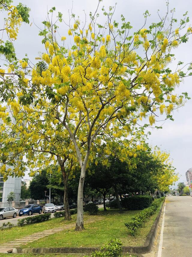 夏季来临 中市阿勃勒及大花紫薇绽放