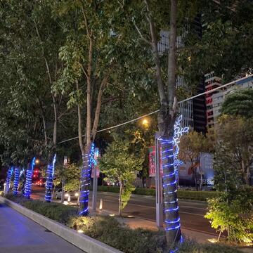 行道樹燈飾璀璨