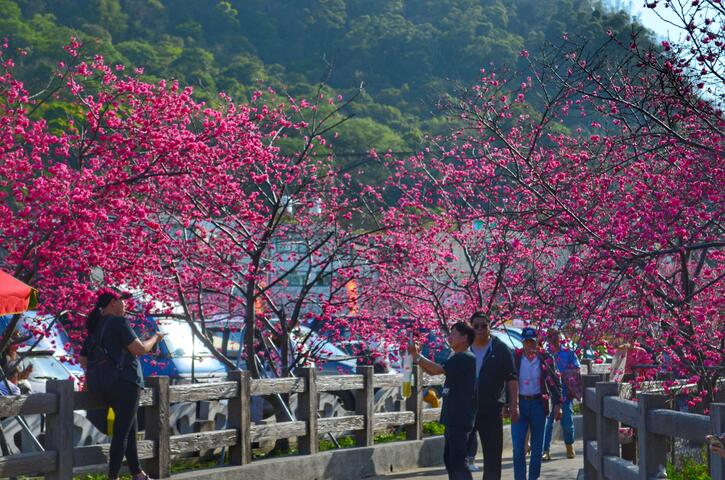 泰安櫻花季