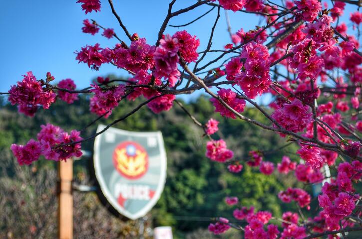 位於后里泰安派出所的櫻花是著名賞櫻景點-更列入全國櫻花盛開指標景點