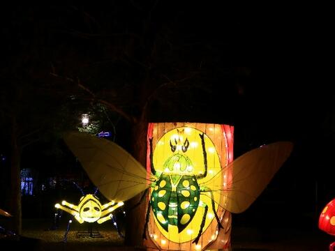在丰原葫芦墩公园第五区-中山路至丰原大道八段-可欣赏酷炫的-昆虫派对-花灯.jpg