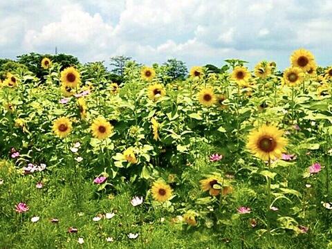 后里環保公園向日葵花田