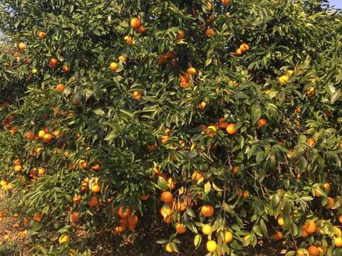 公老坪採橘子