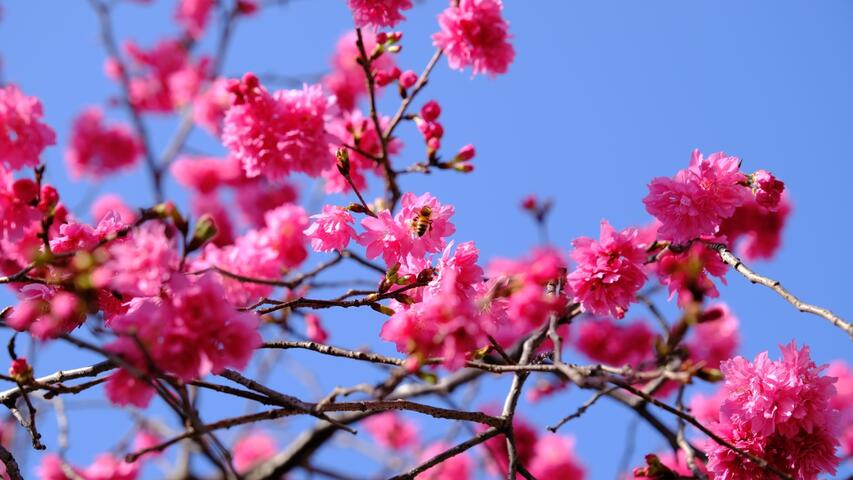 櫻花盛開的璀璨美景