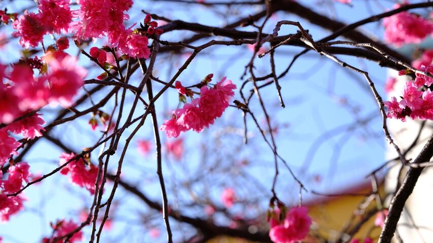 櫻花盛開的璀璨美景