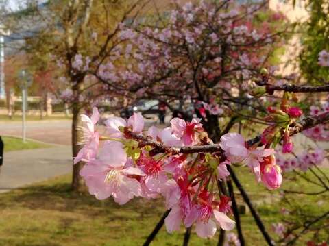 櫻花盛開照