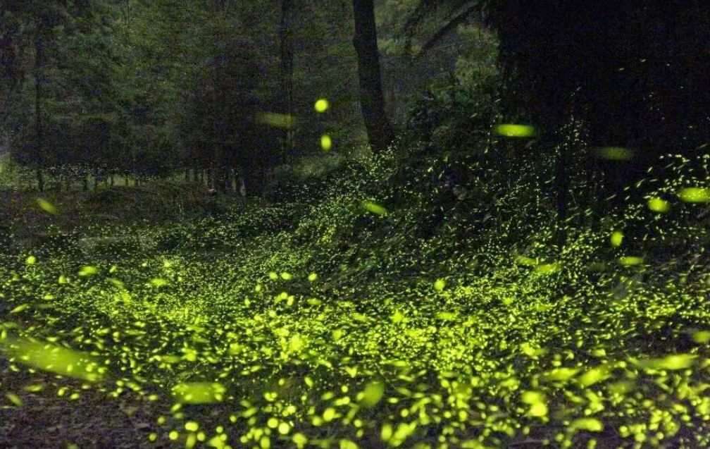 漫遊山城-螢-河-2023台中螢火蟲季開跑