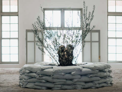 策展人在防空洞顶部以橄榄树艺术装置象徵爱与和平