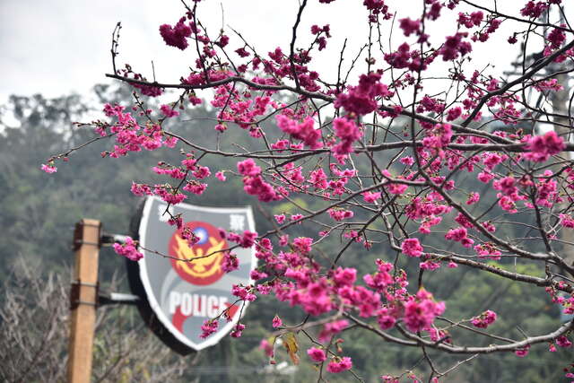 2024 Houli Cherry Blossom Festival