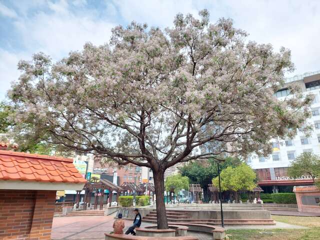 张廖家庙公园的苦楝树盛开粉紫色花蕊-欢迎民众前往捕捉美景