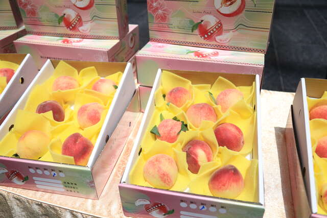 梨山水蜜桃品质优良远近驰名-目前正值产季