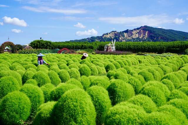 中社观光花市 波波草_0