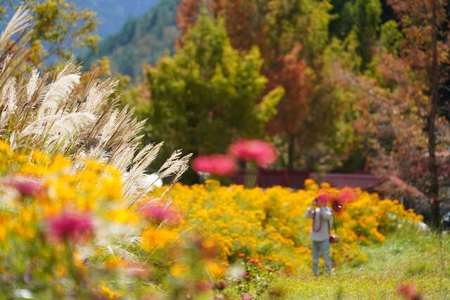 武陵11月芳香万寿菊_0