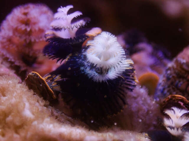 台中海洋館的大旋鰓蟲黑白相間的鰓冠-外型宛如迷你聖誕樹-模樣相當可愛