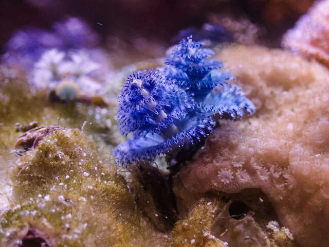 台中海洋館的大旋鰓蟲展開兩朵螺旋般的藍色鰓冠-猶如迷你聖誕樹-相當可愛