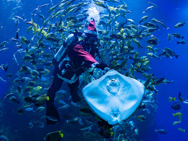 台中海洋館聖誕老人互動餵食