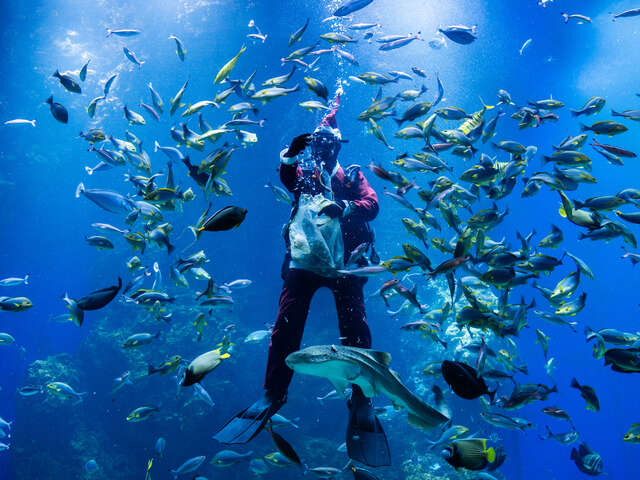 台中海洋馆喂食秀