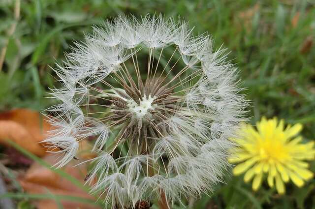 台灣蒲公英生態微旅