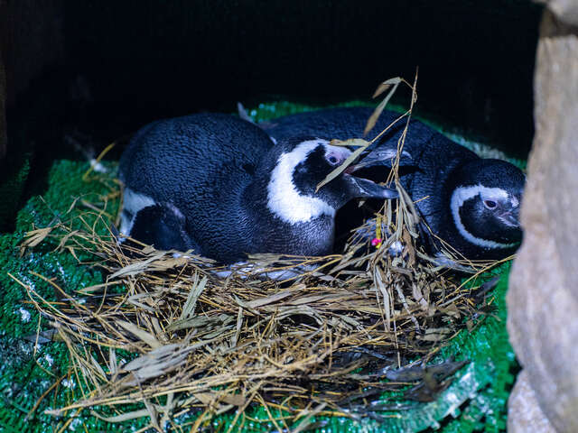 台中海洋館 企鵝