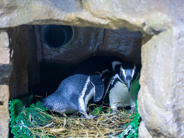 台中海洋館 麥哲倫企鵝