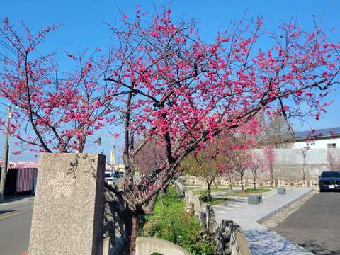 泰安派出所樱花花况