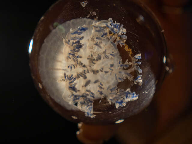 水母外型透明柔软,体内构造清晰可见,是海洋中相当具有代表性的无脊椎动物之一,台中海洋馆透过展示与科教活动,带领民众深入了解水母生态与海洋知识。