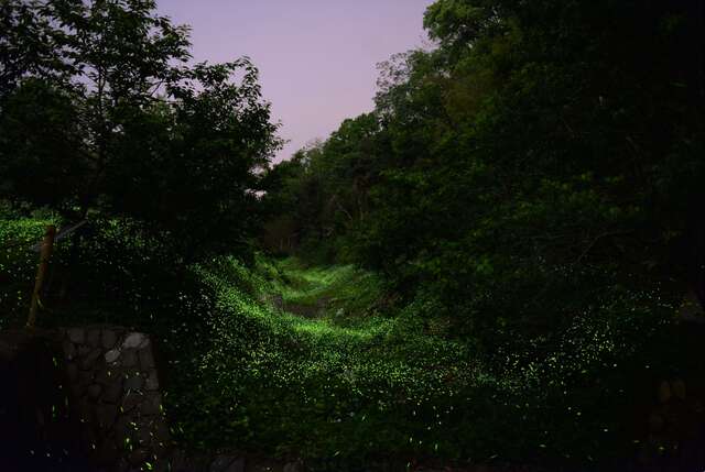 东势林场游乐区赏萤季