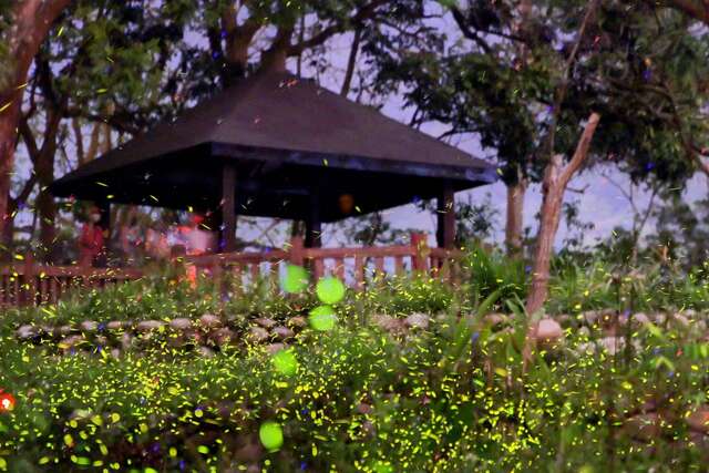 复育池观赏萤火虫