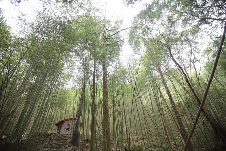 八仙山森林遊樂區-竹林