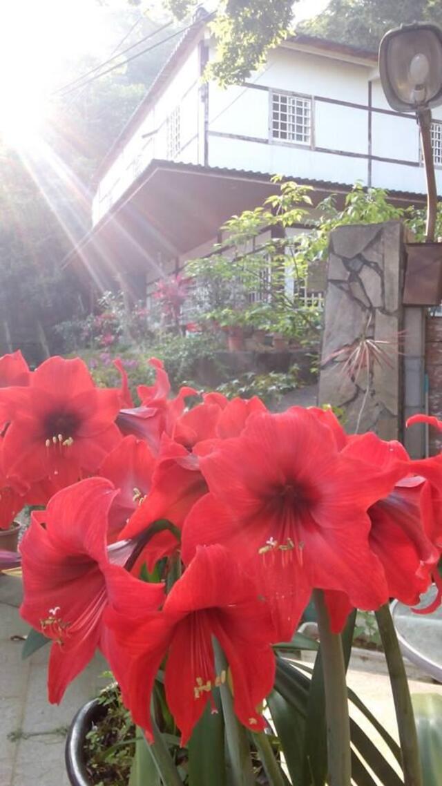 鳳凰山農場-紅花