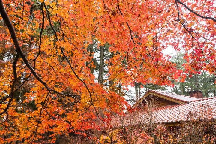 福寿山农场－红枫叶