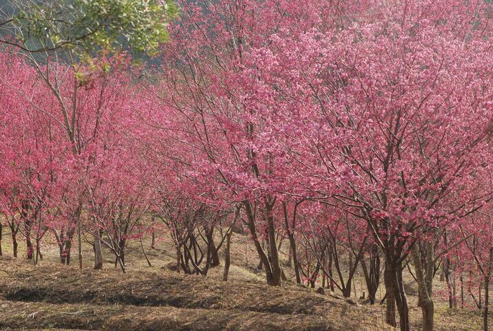 东势林场－樱花