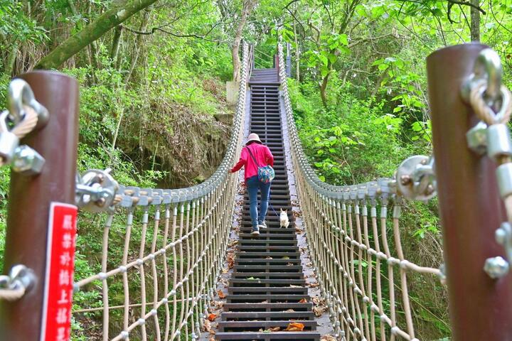 草岭登山步道及枫仔林登山步道-吊桥阶梯