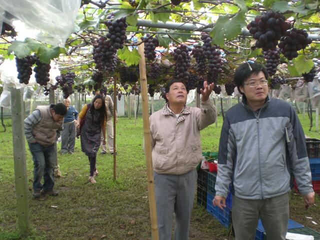 馬力埔休閒農業區-葡萄