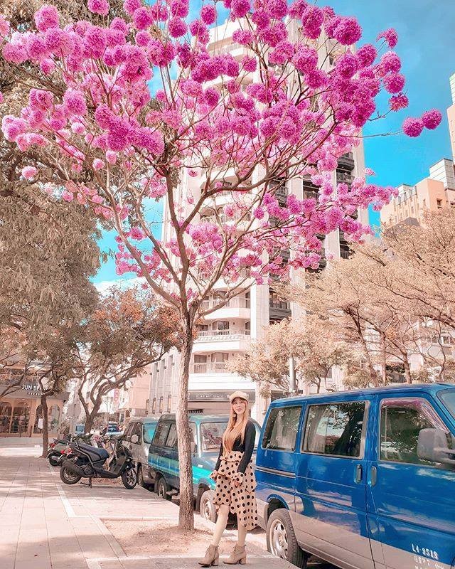 ⠀⠀⠀⠀⠀⠀⠀⠀⠀⠀⠀⠀
台中街道的意外驚喜~~有人知道哪裡還有盛開的風鈴木可以觀賞嗎～?
Trumpet tree in Tai...